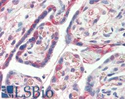 46-157 (5ug/ml) staining of paraffin embedded Human Placenta. Steamed antigen retrieval with citrate buffer pH 6, AP-staining.