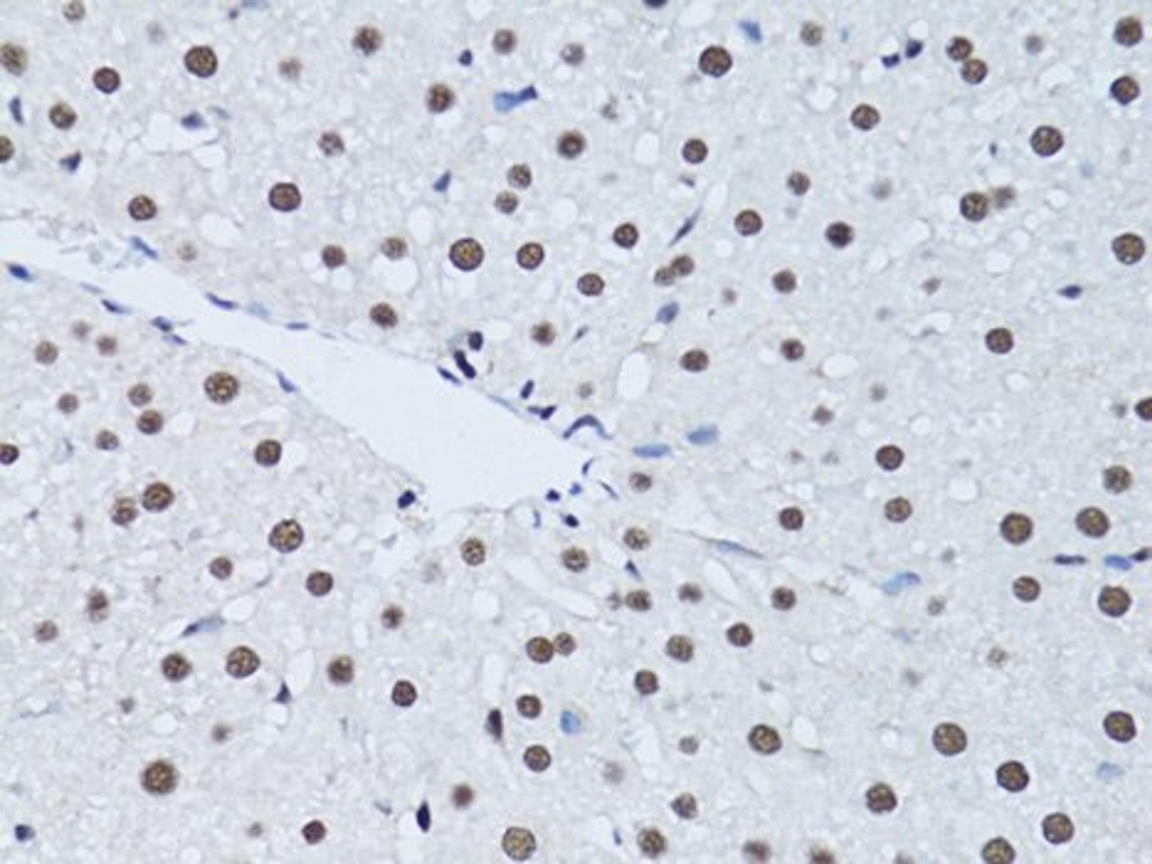 Immunohistochemistry of paraffin-embedded rat liver using PCNA antibody