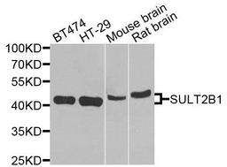 Western blot analysis of extracts of various cells using SULT2B1 antibody