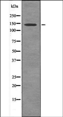 Western blot analysis of HeLa whole cell lysates using PASK -Phospho-Thr1165- antibody