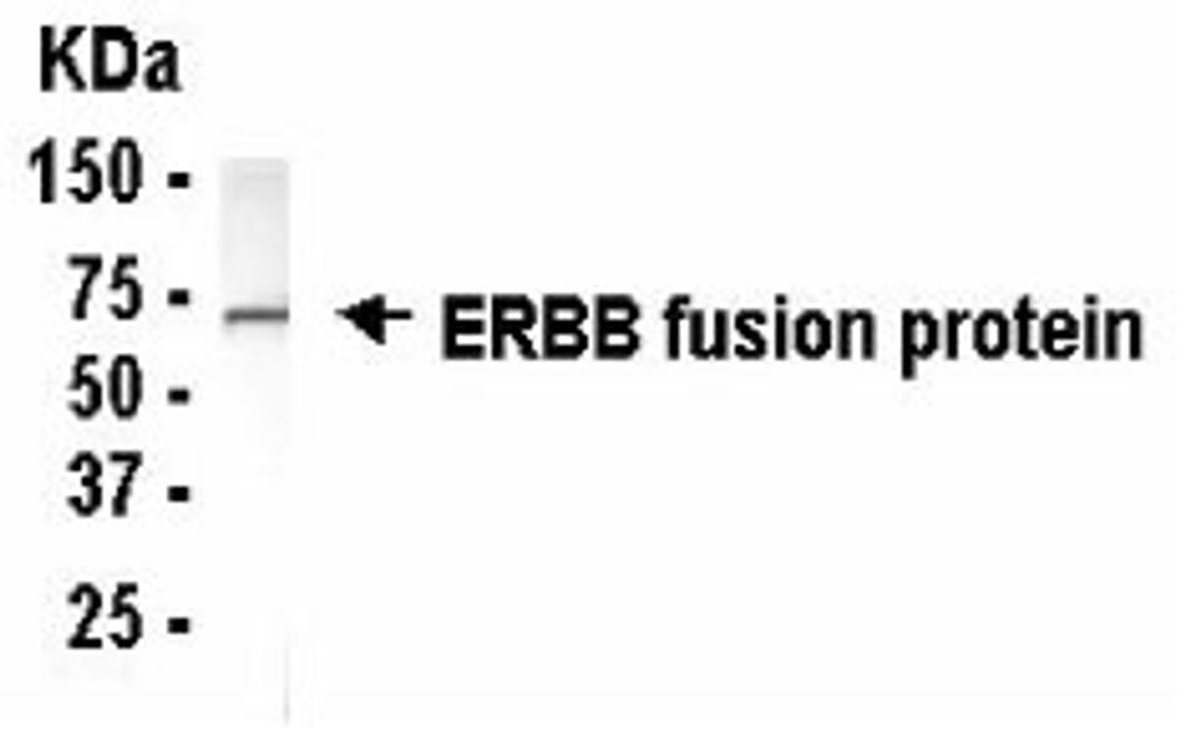 Western Blot: E coli-derived fusion protein as test antigen. XW-7180 dilution: 1/2000, Goat anti-IgY-HRP dilution: 1/1000. Colorimetric method for signal development