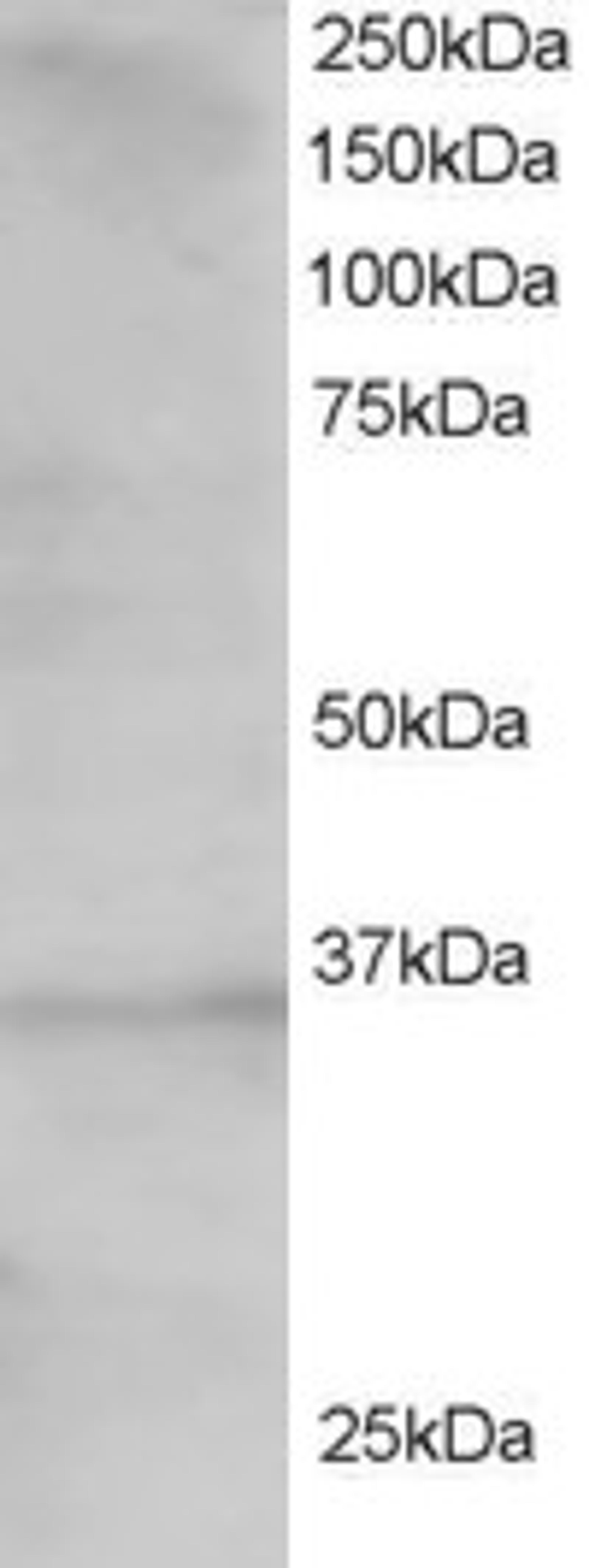 46-340 staining (1.5ug/ml) of 293 lysate (RIPA buffer, 30ug total protein per lane). Primary incubated for 1 hour. Detected by western blot using chemiluminescence.