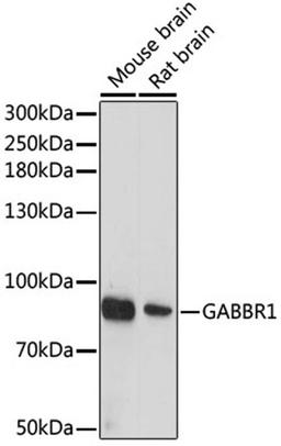 Western blot - GABBR1 antibody (A10504)