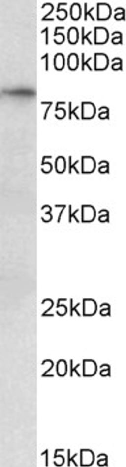 42-450 (0.3ug/ml) staining of Human Heart lysate (35ug protein in RIPA buffer). Primary incubation was 1 hour. Detected by chemiluminescence.