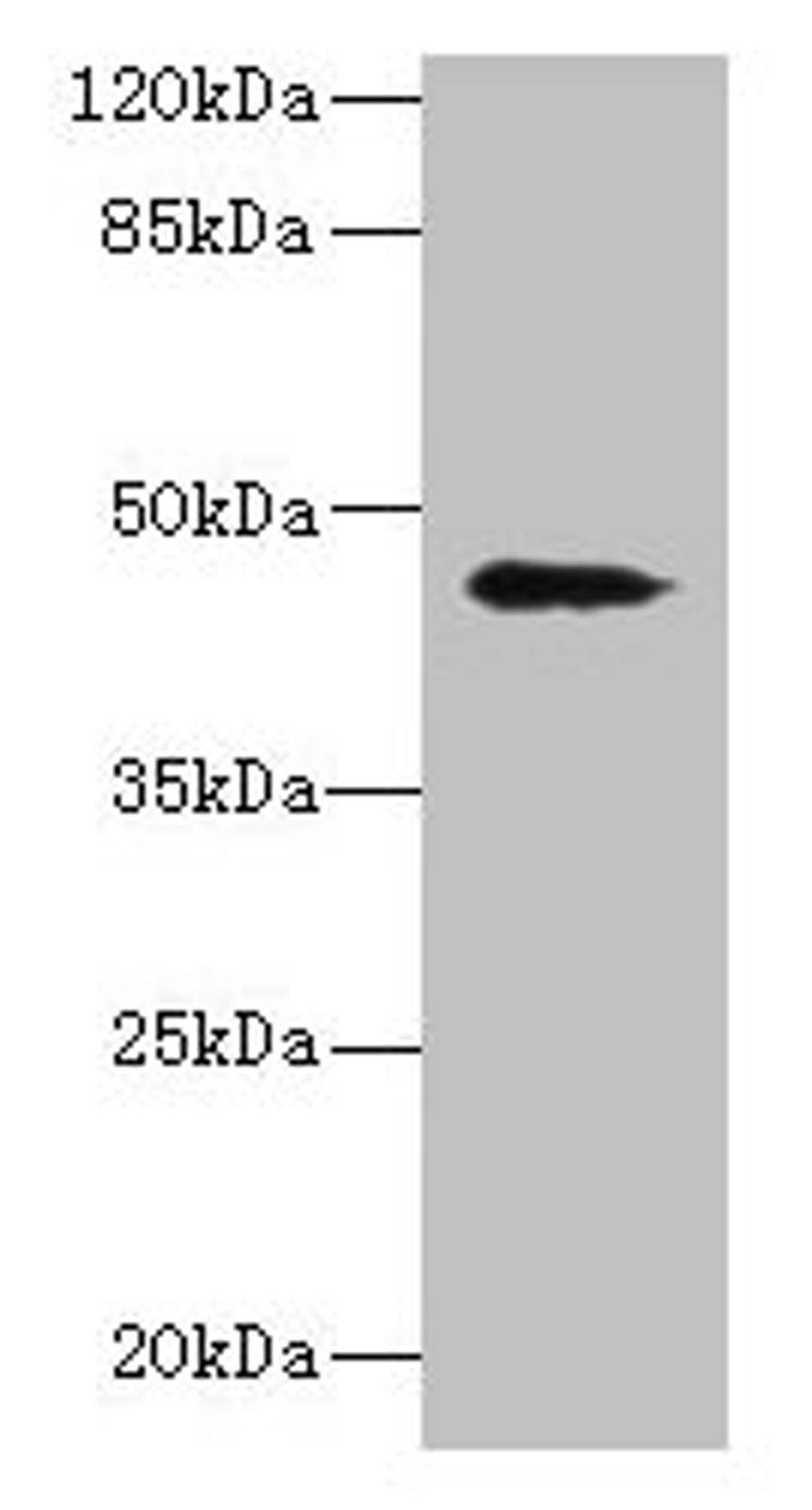 Western blot. All lanes: RBMS2 antibody at 0.5µg/ml + MCF-7 whole cell lysate. Secondary. Goat polyclonal to rabbit IgG at 1/10000 dilution. Predicted band size: 44 kDa. Observed band size: 44 kDa