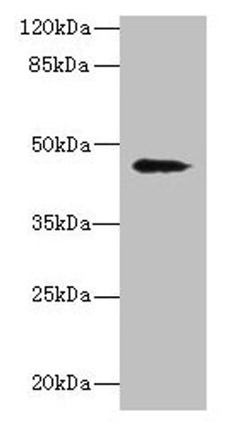 Western blot. All lanes: RBMS2 antibody at 0.5µg/ml + MCF-7 whole cell lysate. Secondary. Goat polyclonal to rabbit IgG at 1/10000 dilution. Predicted band size: 44 kDa. Observed band size: 44 kDa