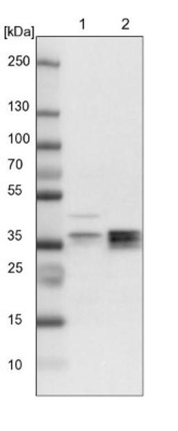 Western Blot: RELL1 Antibody [NBP1-90886] - Lane 1: NIH-3T3 cell lysate (Mouse embryonic fibroblast cells)<br/>Lane 2: NBT-II cell lysate (Rat Wistar bladder tumour cells)