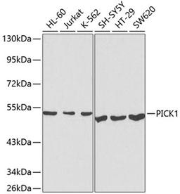 Western blot - PICK1 antibody (A1519)