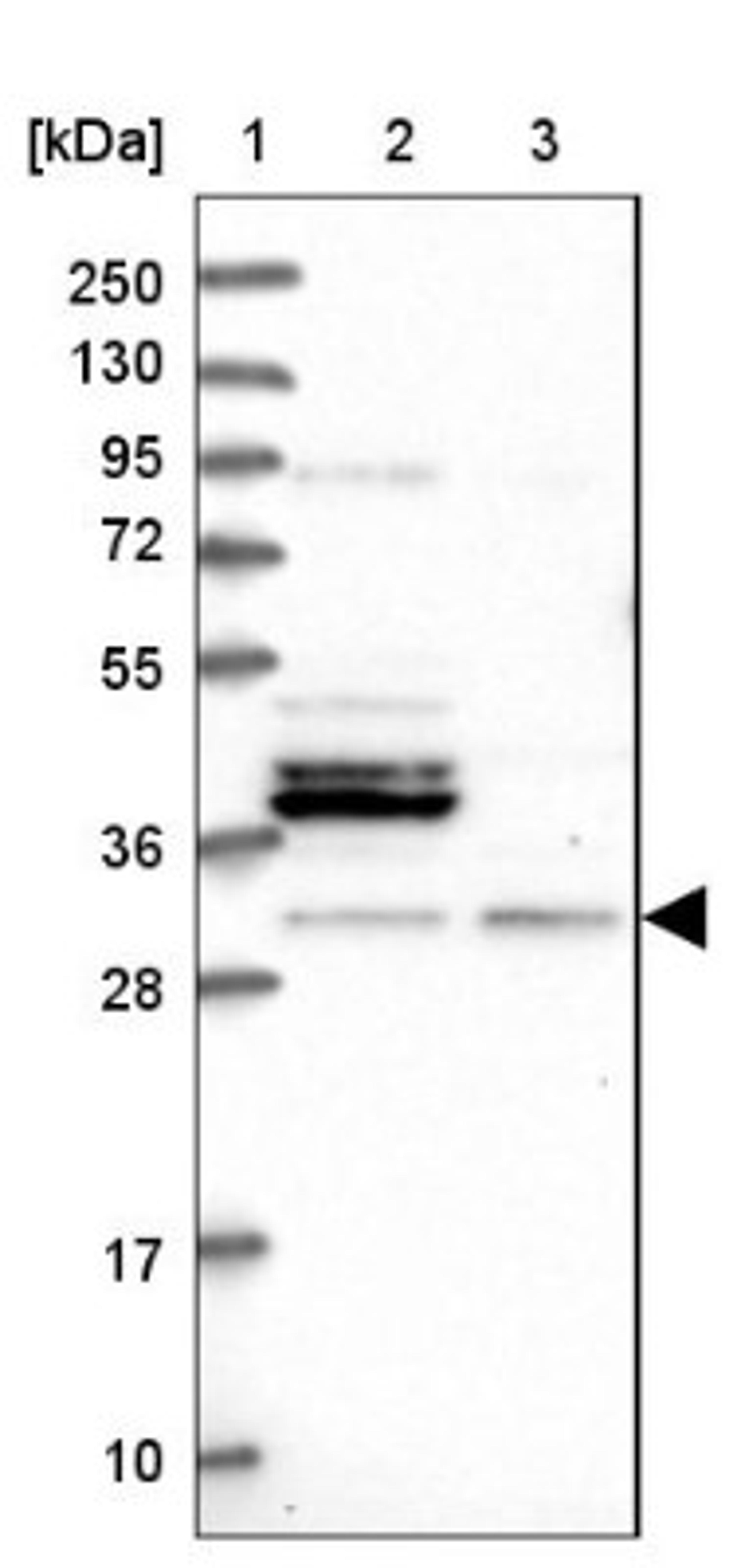 Western Blot: FUS2 Antibody [NBP1-89812] - Lane 1: Marker [kDa] 250, 130, 95, 72, 55, 36, 28, 17, 10<br/>Lane 2: Human cell line RT-4<br/>Lane 3: Human cell line U-251MG sp