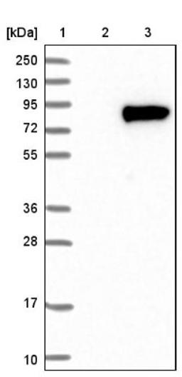 Western Blot: WSCD1 Antibody [NBP1-81503] - Lane 1: Marker [kDa] 250, 130, 95, 72, 55, 36, 28, 17, 10<br/>Lane 2: Negative control (vector only transfected HEK293T lysate)<br/>Lane 3: Over-expression lysate (Co-expressed with a C-terminal myc-DDK tag (~3.1 kDa) in mammalian HEK293T cells, LY414680)