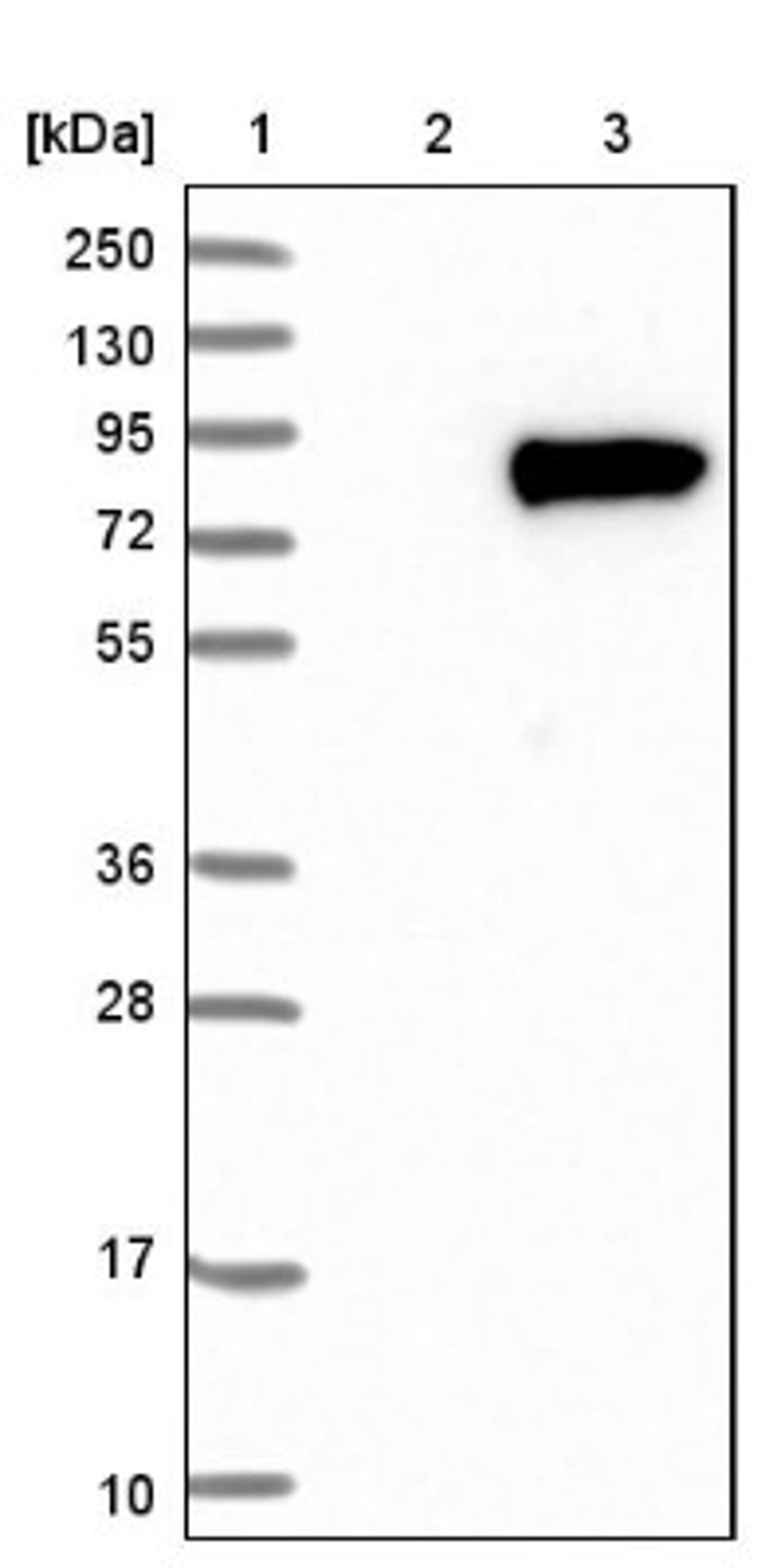 Western Blot: WSCD1 Antibody [NBP1-81503] - Lane 1: Marker [kDa] 250, 130, 95, 72, 55, 36, 28, 17, 10<br/>Lane 2: Negative control (vector only transfected HEK293T lysate)<br/>Lane 3: Over-expression lysate (Co-expressed with a C-terminal myc-DDK tag (~3.1 kDa) in mammalian HEK293T cells, LY414680)