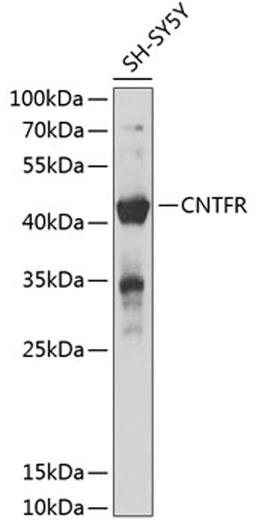 Western blot - CNTFR antibody (A12424)