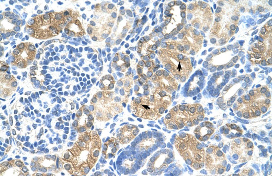 Antibody used in IHC on Human kidney.