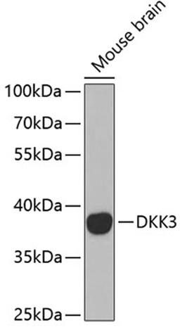 Western blot - DKK3 antibody (A2527)