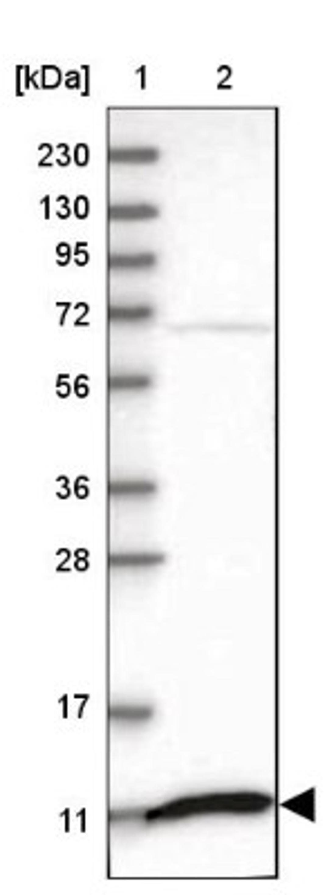 Western Blot: SH3BGRL3 Antibody [NBP1-89502] - Lane 1: Marker [kDa] 230, 130, 95, 72, 56, 36, 28, 17, 11<br/>Lane 2: Human cell line RT-4