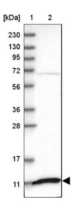 Western Blot: SH3BGRL3 Antibody [NBP1-89502] - Lane 1: Marker [kDa] 230, 130, 95, 72, 56, 36, 28, 17, 11<br/>Lane 2: Human cell line RT-4