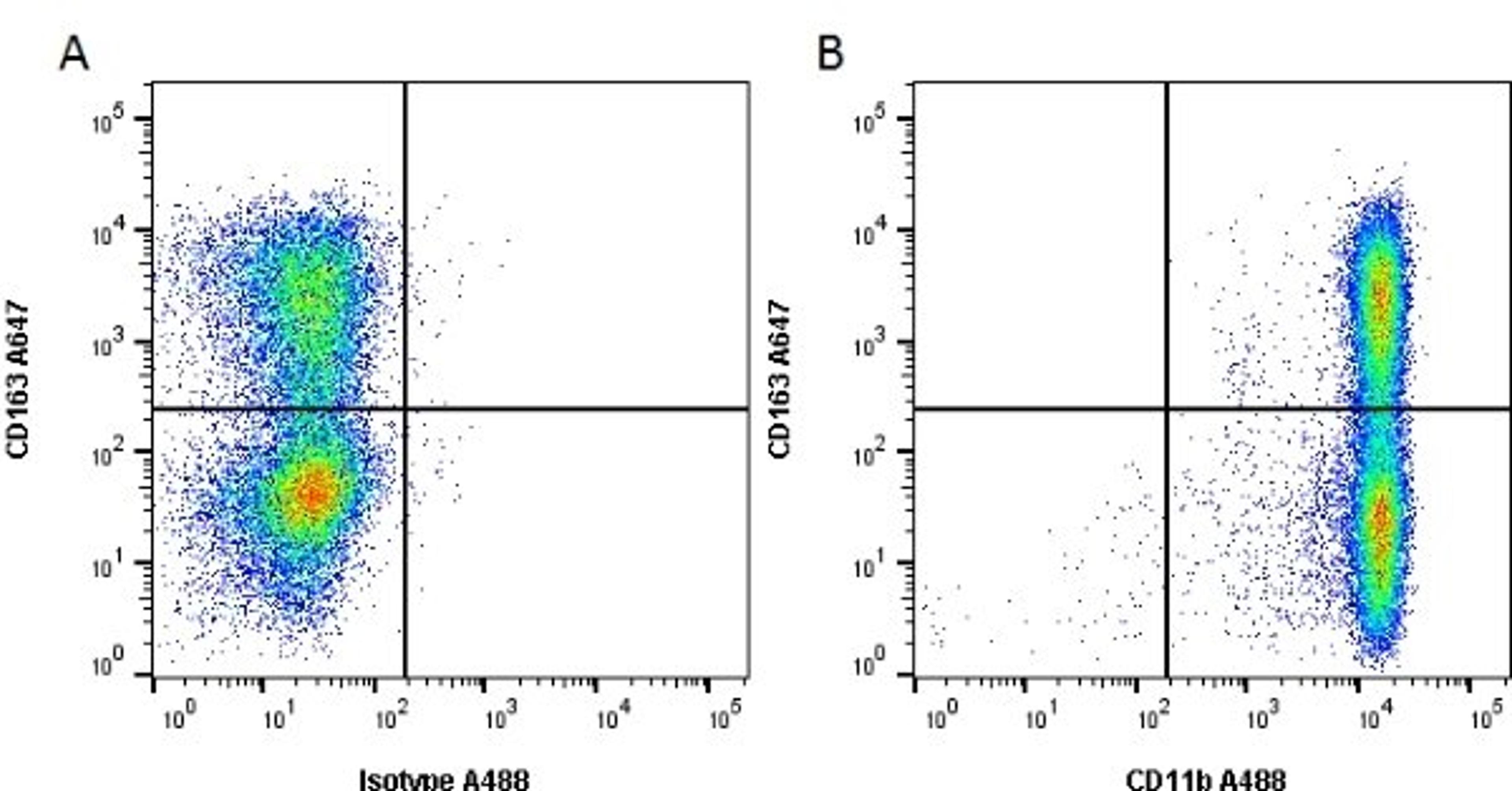 Immunoperoxidase staining of rat lymph node cryosection with Mouse anti Rat CD11b antibody