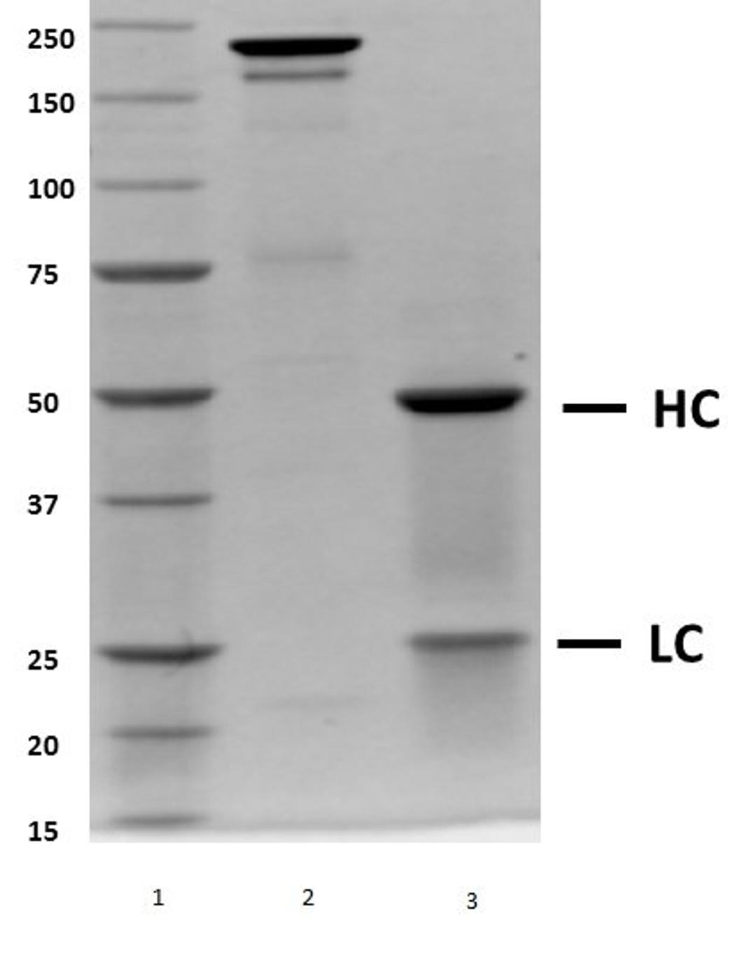 SDS-PAGE analysis of recombinant Human IgG4 Lambda (Mutant)