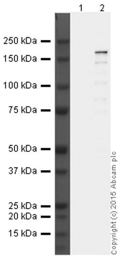 Western blot - Anti-CRISPR-Cas9 antibody [7A9-3A3] (ab191468)