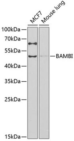 Western blot - BAMBI antibody (A13589)