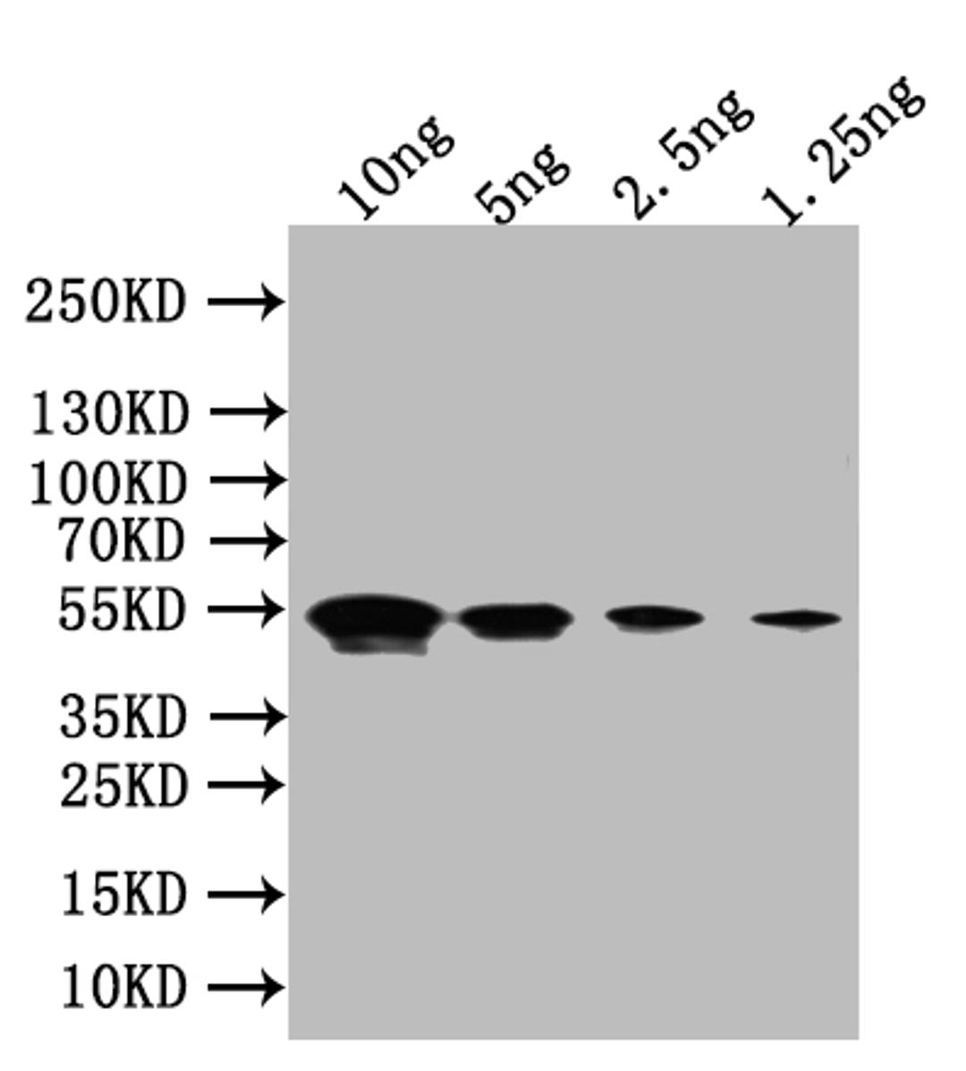 Western Blot. Positive WB detected in: recombinant protein. All lanes:Flagellin Antibody at 1:1000. Secondary. Goat polyclonal to rabbit IgG at 1/50000 dilution. Predicted band size: 49 kDa. Observed band size: 49 kDa.
