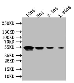 Western Blot. Positive WB detected in: recombinant protein. All lanes:Flagellin Antibody at 1:1000. Secondary. Goat polyclonal to rabbit IgG at 1/50000 dilution. Predicted band size: 49 kDa. Observed band size: 49 kDa.
