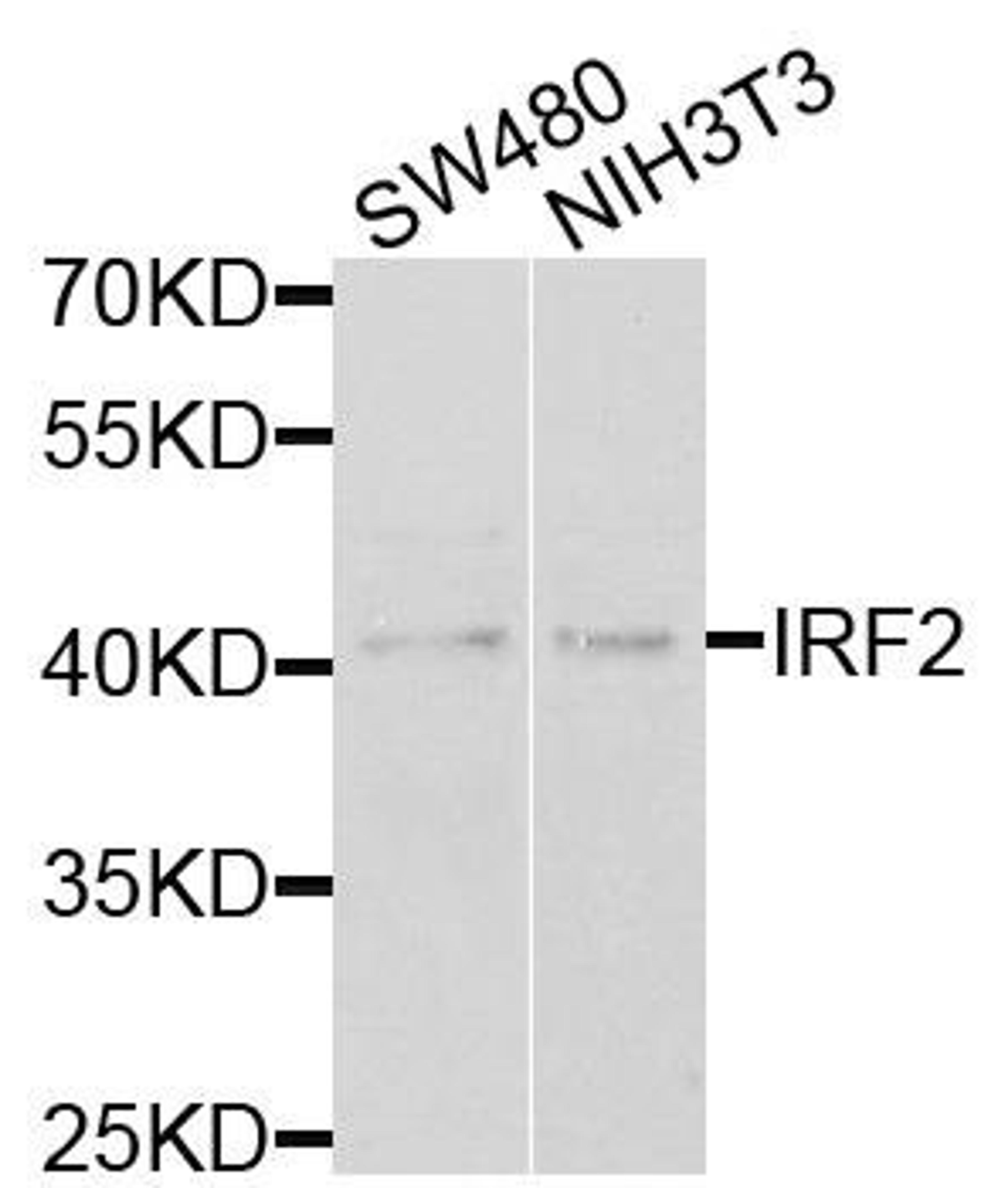 Western blot analysis of extracts of various cells using IRF-2 antibody