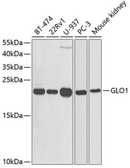 Western blot - GLO1 antibody (A1932)