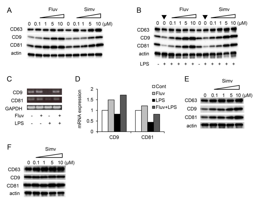 Hamster anti mouse CD81 antibody used for the evaluation of CD81 expression in RAW264.7 lysates