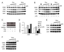 Hamster anti mouse CD81 antibody used for the evaluation of CD81 expression in RAW264.7 lysates