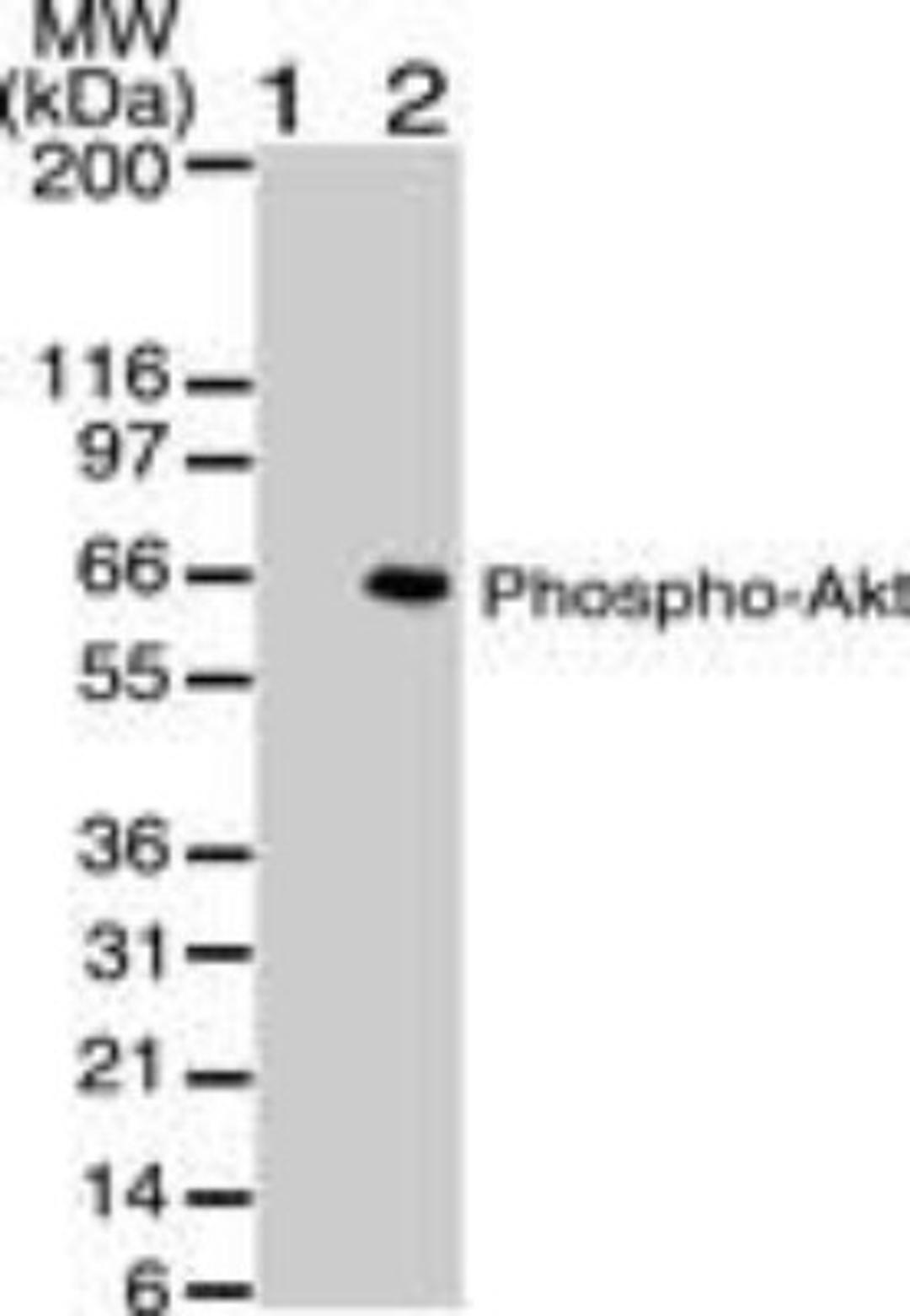 Western Blot: Akt1 [p Ser473] Antibody (104A282) [NB100-56749] - Analysis using the Azide and BSA Free version of NB100-56749. Detection of phospho AKT using phospho AKT antibody at 2 ug/ml against untreated (lane 1) and PDGF treated (lane 2) NIH-3T3 lysate. HRP conjugated secondary antibody and ECL substrate solution