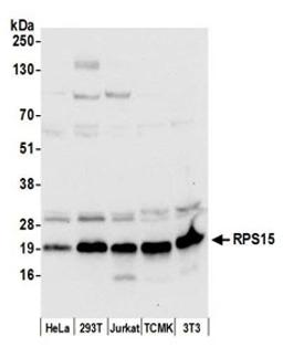 Detection of human and mouse RPS15 by western blot.