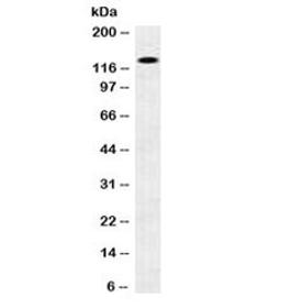 Western blot testing of human brain lysate with N-Cadherin antibody. Predicted molecular weight ~100 kDa (unmodified), 125-140 kDa (modified).