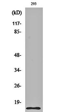 Western blot analysis of 293 cell lysates using Cleaved-Caspase-7 (S199) antibody