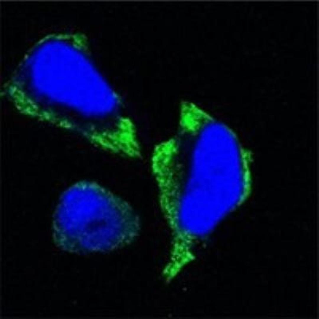 Immunocytochemistry/Immunofluorescence: PAK2 Antibody (3B5) [NBP1-47542] - Confocal immunofluorescence analysis of Hela cells using anti-PAK2 monoclonal antibody (green). Blue: DRAQ5 fluorescent DNA dye.