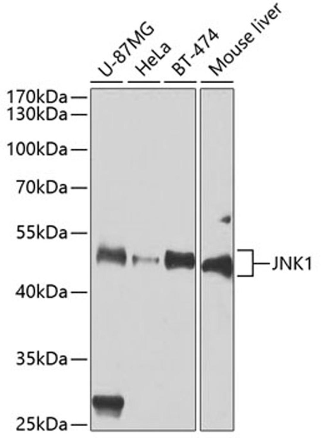 Western blot - JNK1 antibody (A0288)