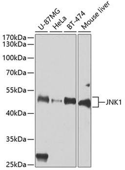 Western blot - JNK1 antibody (A0288)