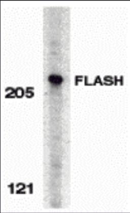 Western blot analysis of FLASH in HeLa whole cell lysate with FLASH antibody at 0.5 μg/mL.