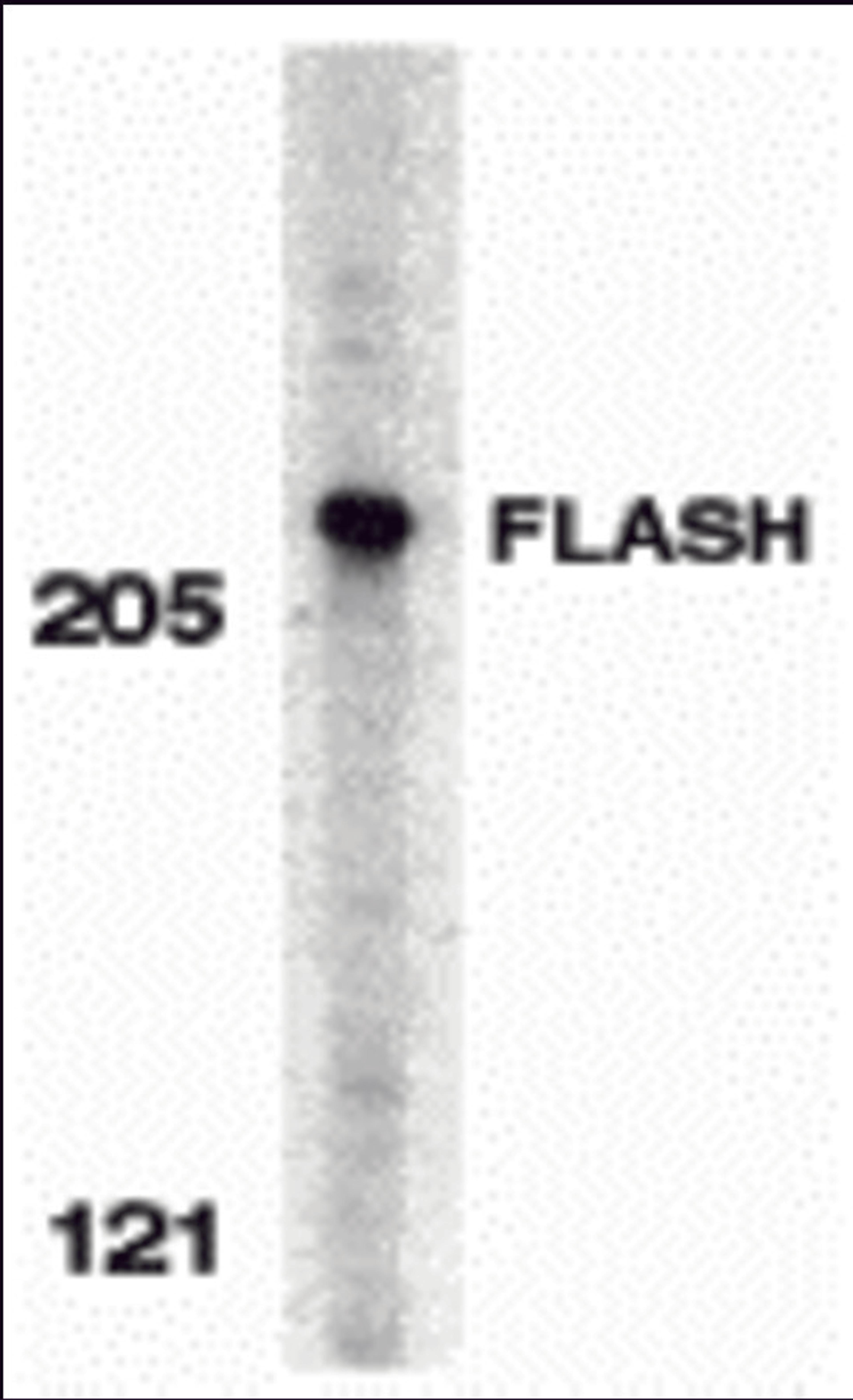 Western blot analysis of FLASH in HeLa whole cell lysate with FLASH antibody at 0.5 μg/mL.