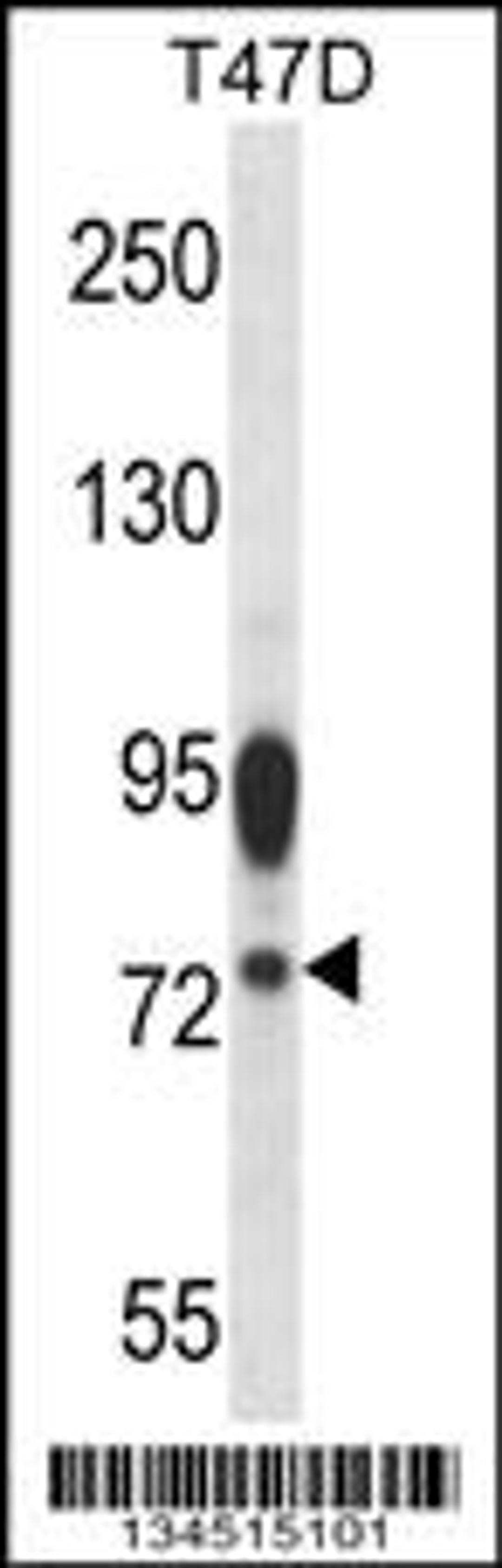 Western blot analysis in T47D cell line lysates (35ug/lane).