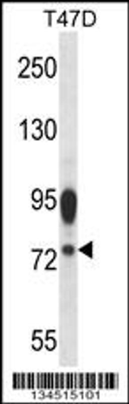 Western blot analysis in T47D cell line lysates (35ug/lane).