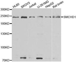 Western blot analysis of extracts of various cell lines using SMCHD1 antibody