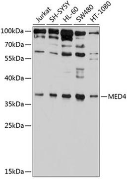 Western blot - MED4 antibody (A9150)