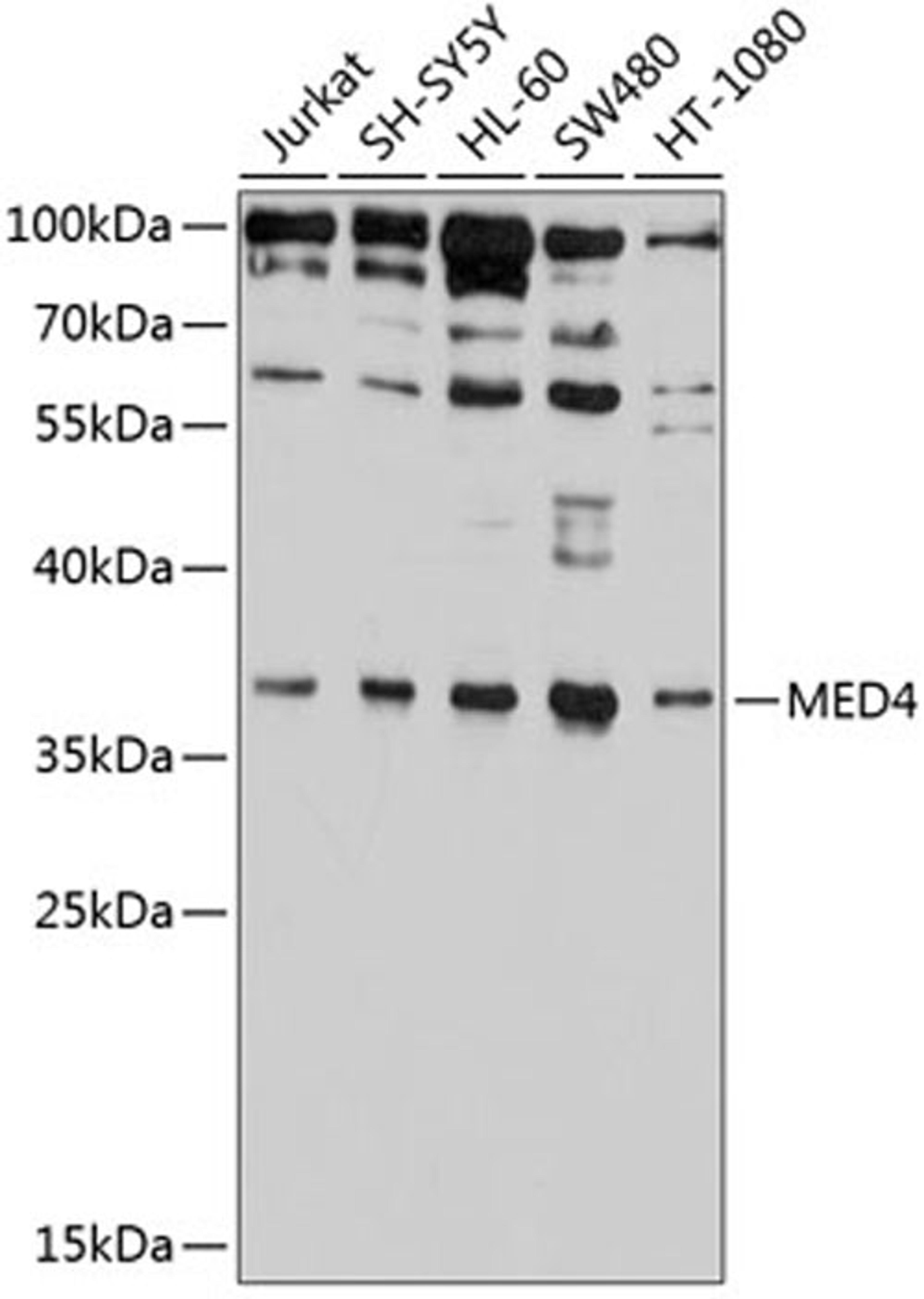 Western blot - MED4 antibody (A9150)