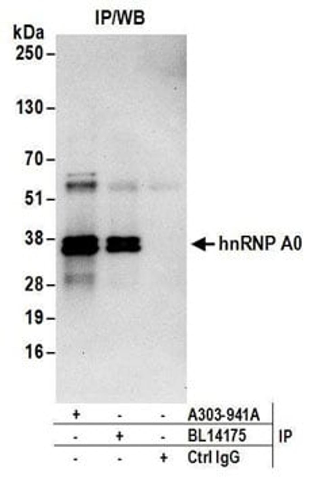 Detection of human hnRNP A0 by western blot of immunoprecipitates.