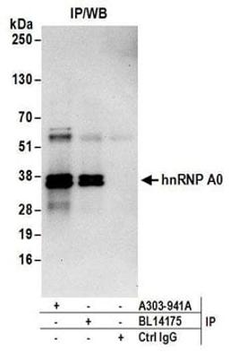 Detection of human hnRNP A0 by western blot of immunoprecipitates.