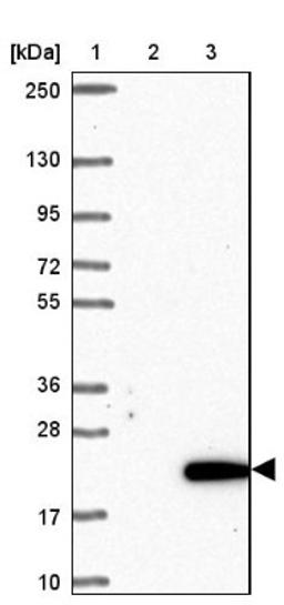 Western Blot: C10orf53 Antibody [NBP1-90476] - Lane 1: Marker [kDa] 250, 130, 95, 72, 55, 36, 28, 17, 10<br/>Lane 2: Negative control (vector only transfected HEK293T lysate)<br/>Lane 3: Over-expression lysate (Co-expressed with a C-terminal myc-DDK tag (~3.1 kDa) in mammalian HEK293T cells, LY405479)