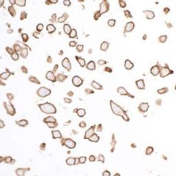 Detection of human SIRP alpha by immunocytochemistry.