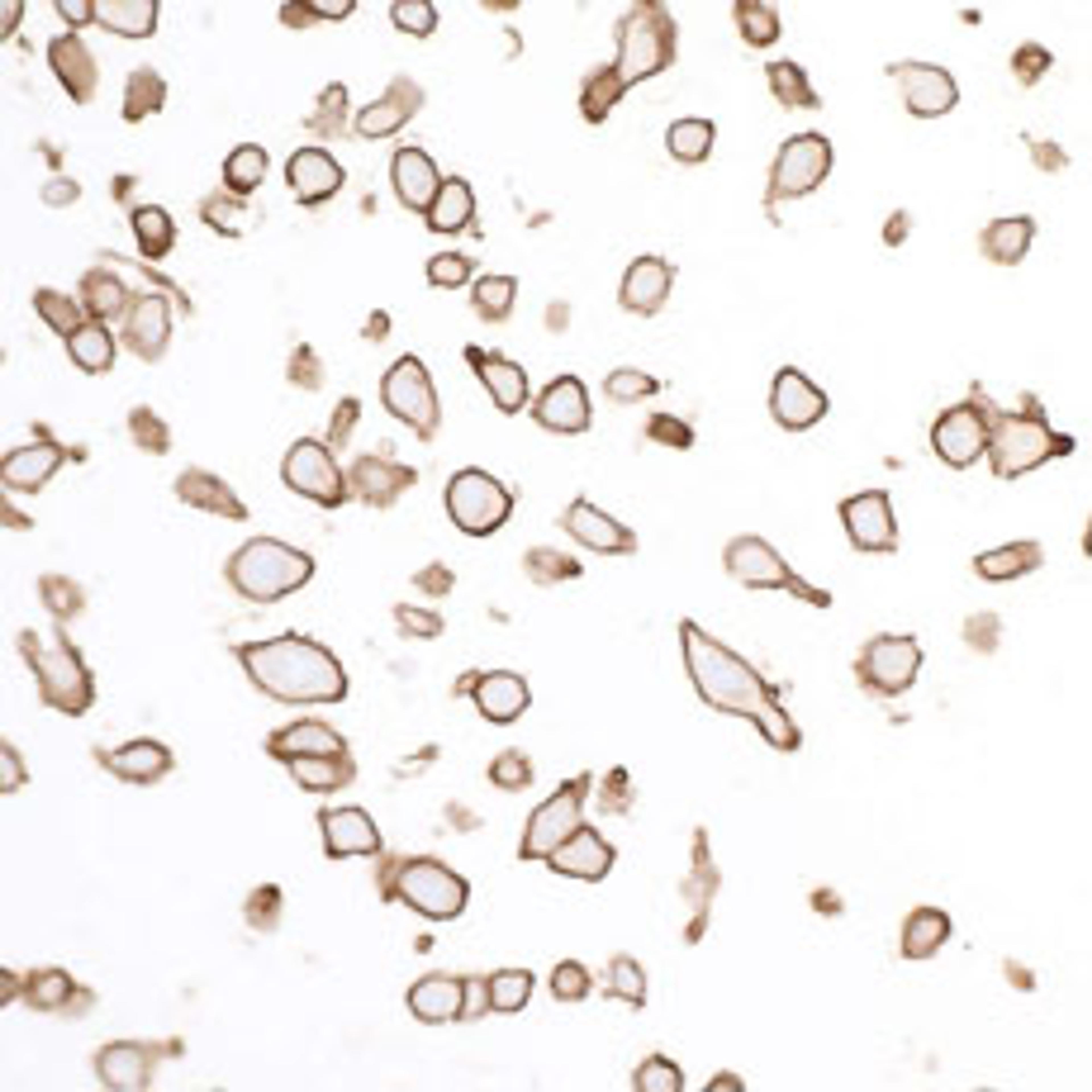 Detection of human SIRP alpha by immunocytochemistry.