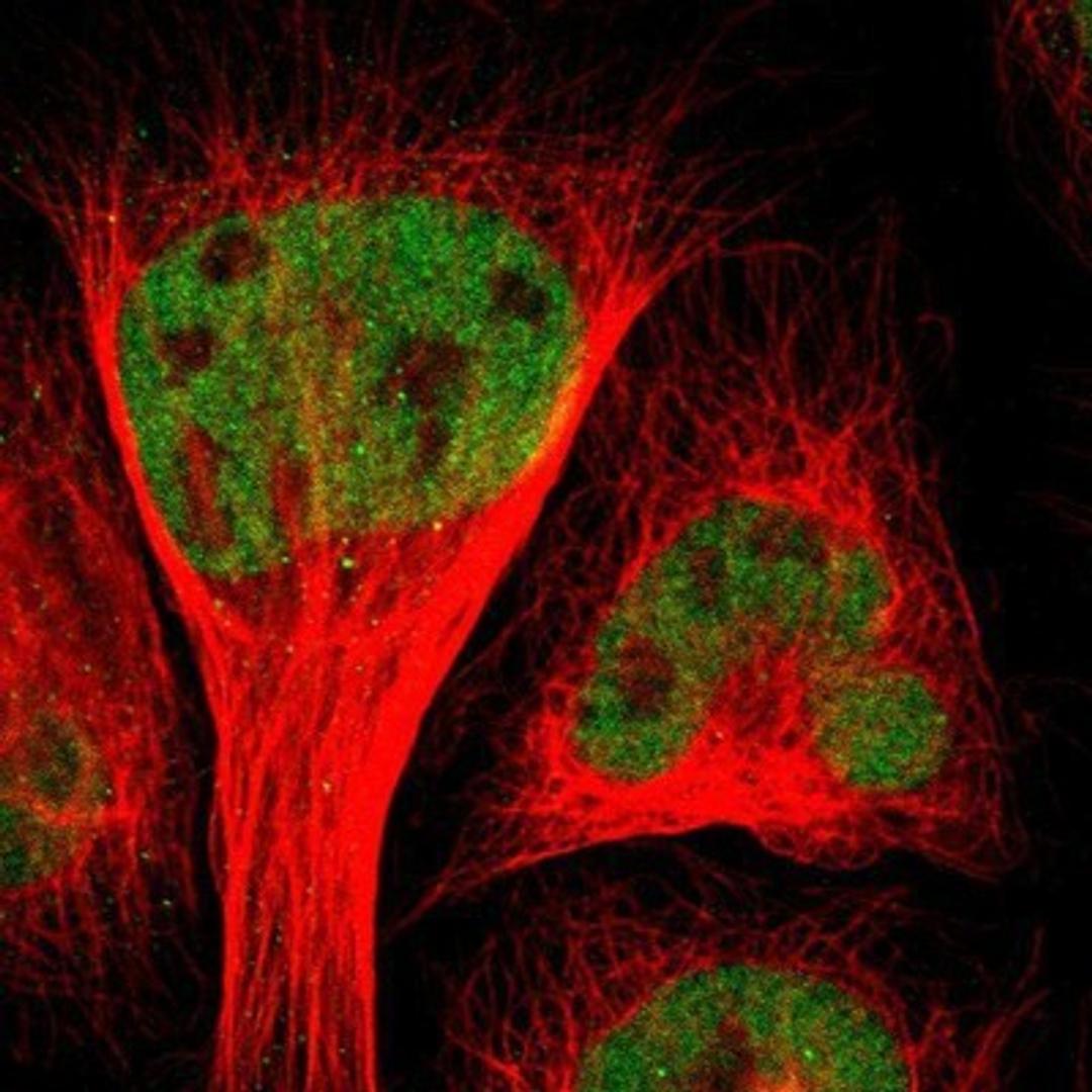 Immunocytochemistry/Immunofluorescence: CEBP gamma Antibody [NBP1-89742] - Staining of human cell line U-2 OS shows positivity in nuclei but not nucleoli.